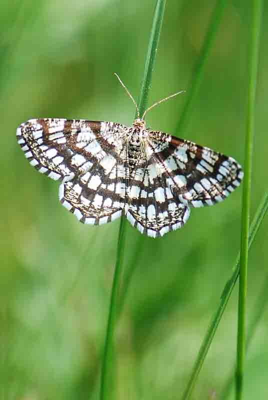 identificazione - Chiasmia clathrata